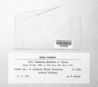 Caeoma anthurii image